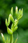 Fleur
