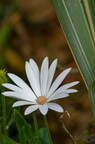 Fleur