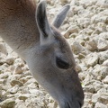 Guanaco