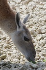 Guanaco