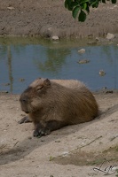 Capybara