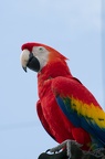 Ara