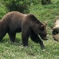 Ours