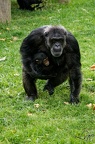 Singe