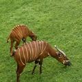 Beauval