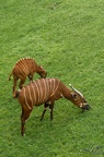 Beauval